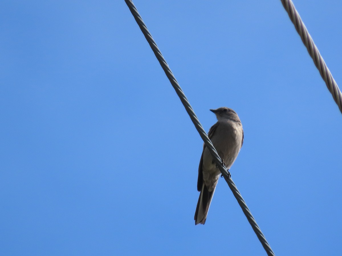 Townsend's Solitaire - ML617548877
