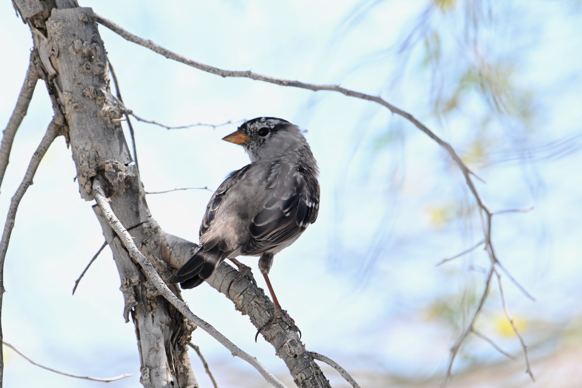 White-crowned Sparrow - ML617548896