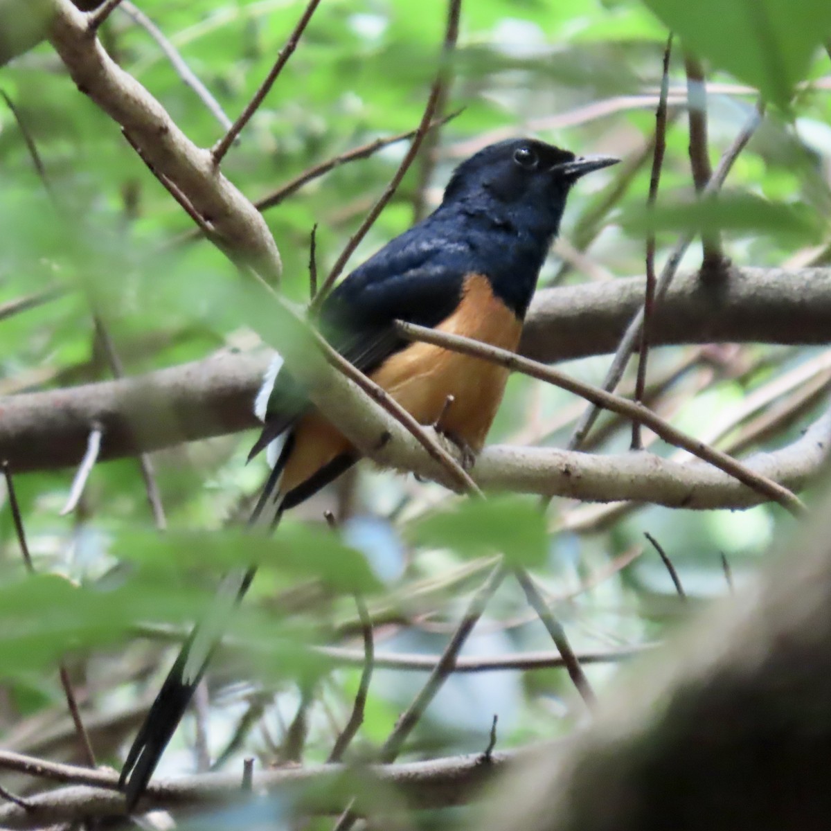 White-rumped Shama - Vicki Nebes