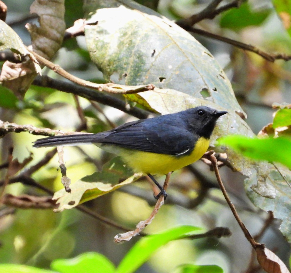 Slate-throated Redstart - ML617548907