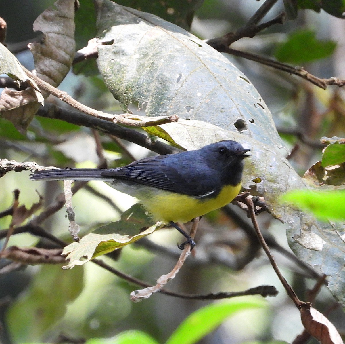 Slate-throated Redstart - ML617548908