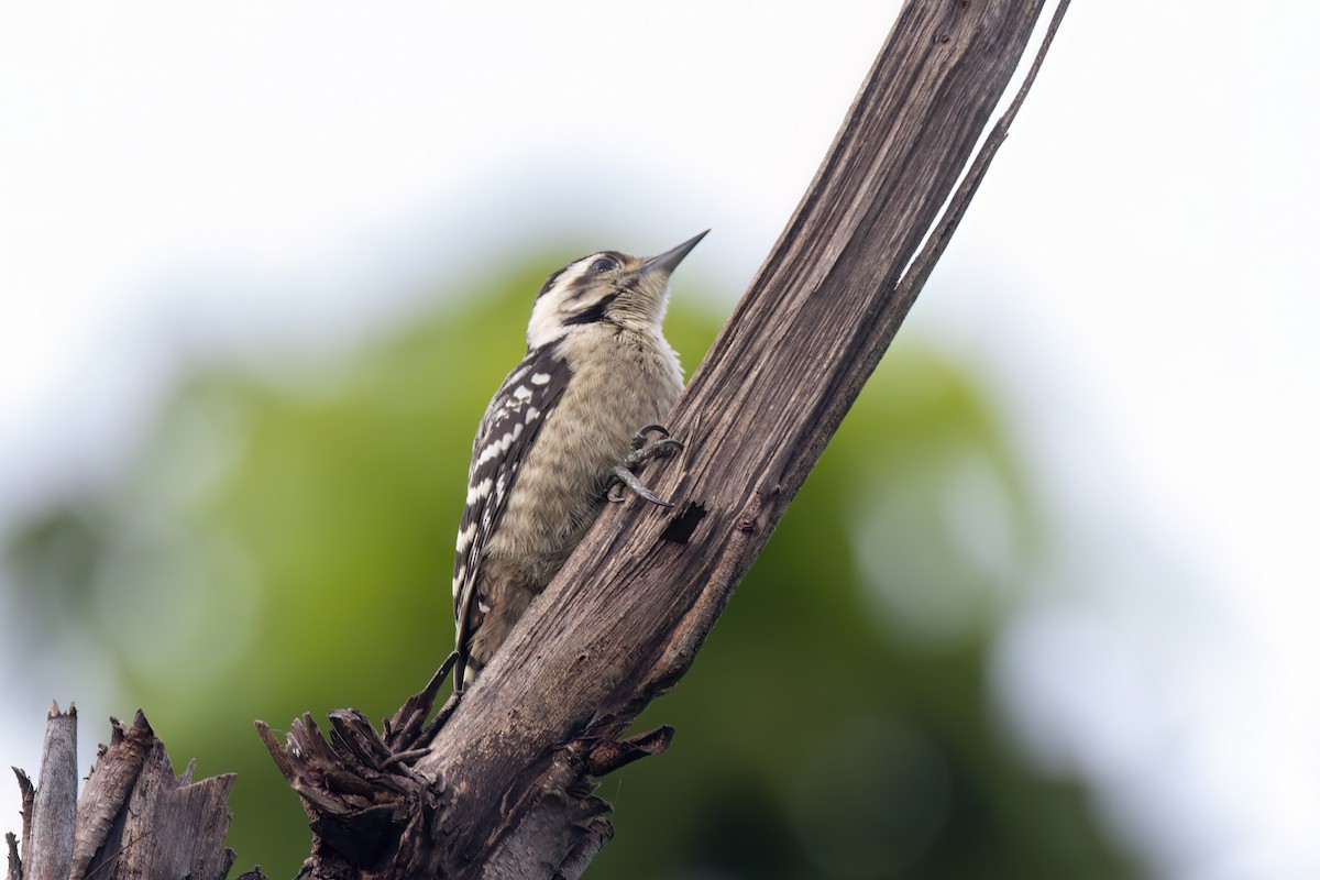 Freckle-breasted Woodpecker - Andreas Heikaus