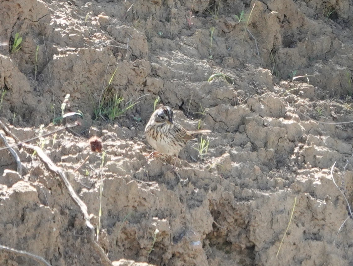 Lincoln's Sparrow - ML617548918