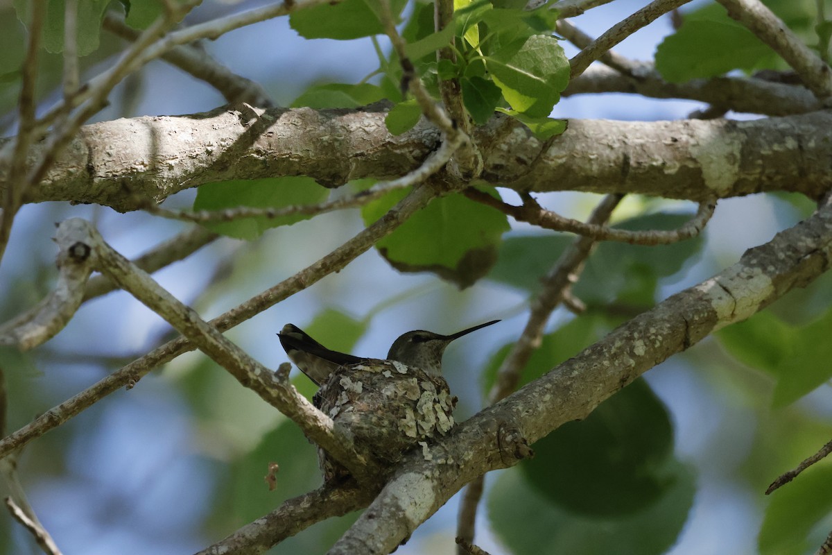 Anna's Hummingbird - ML617548921