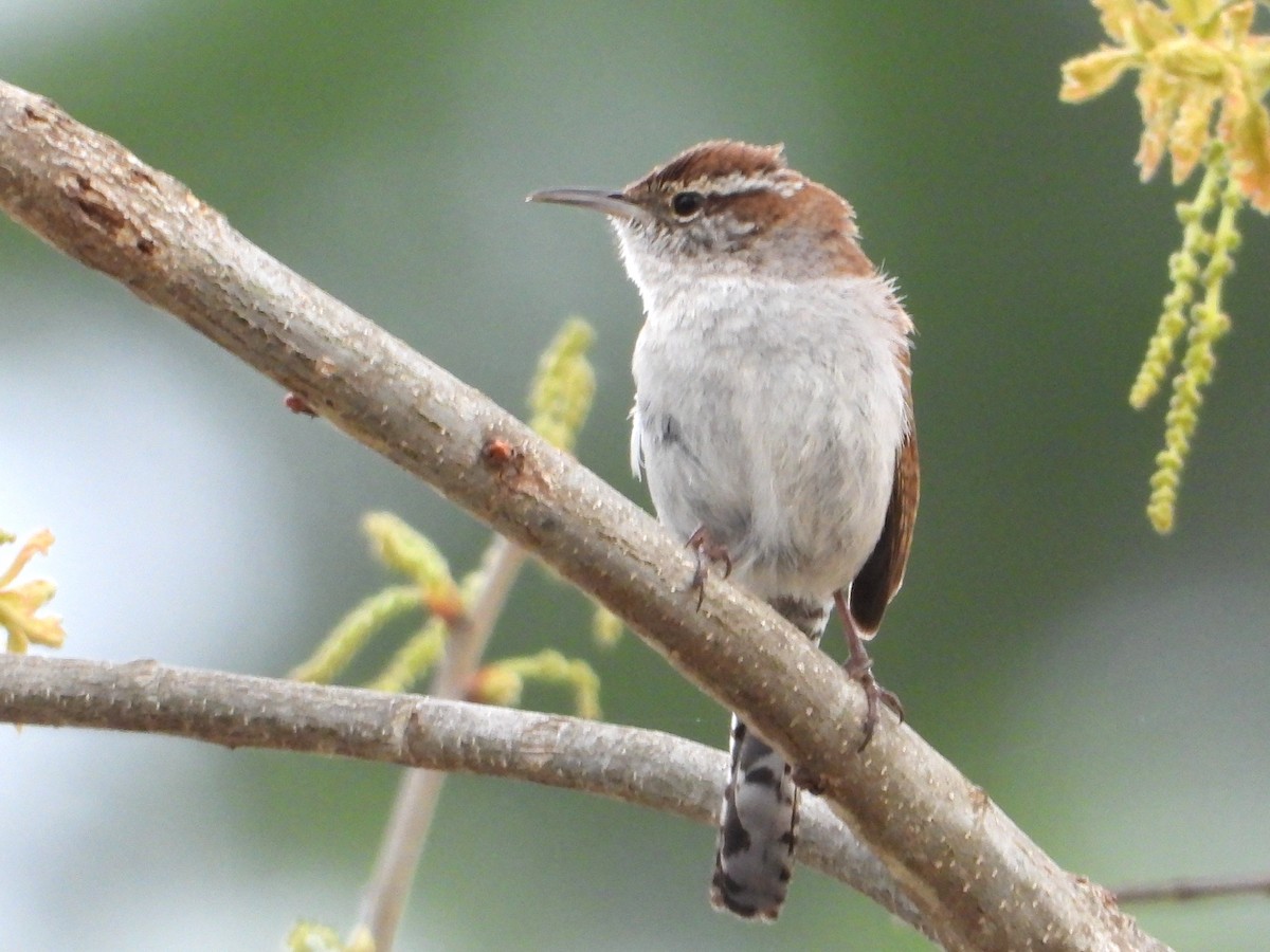 Bewick's Wren - ML617548928