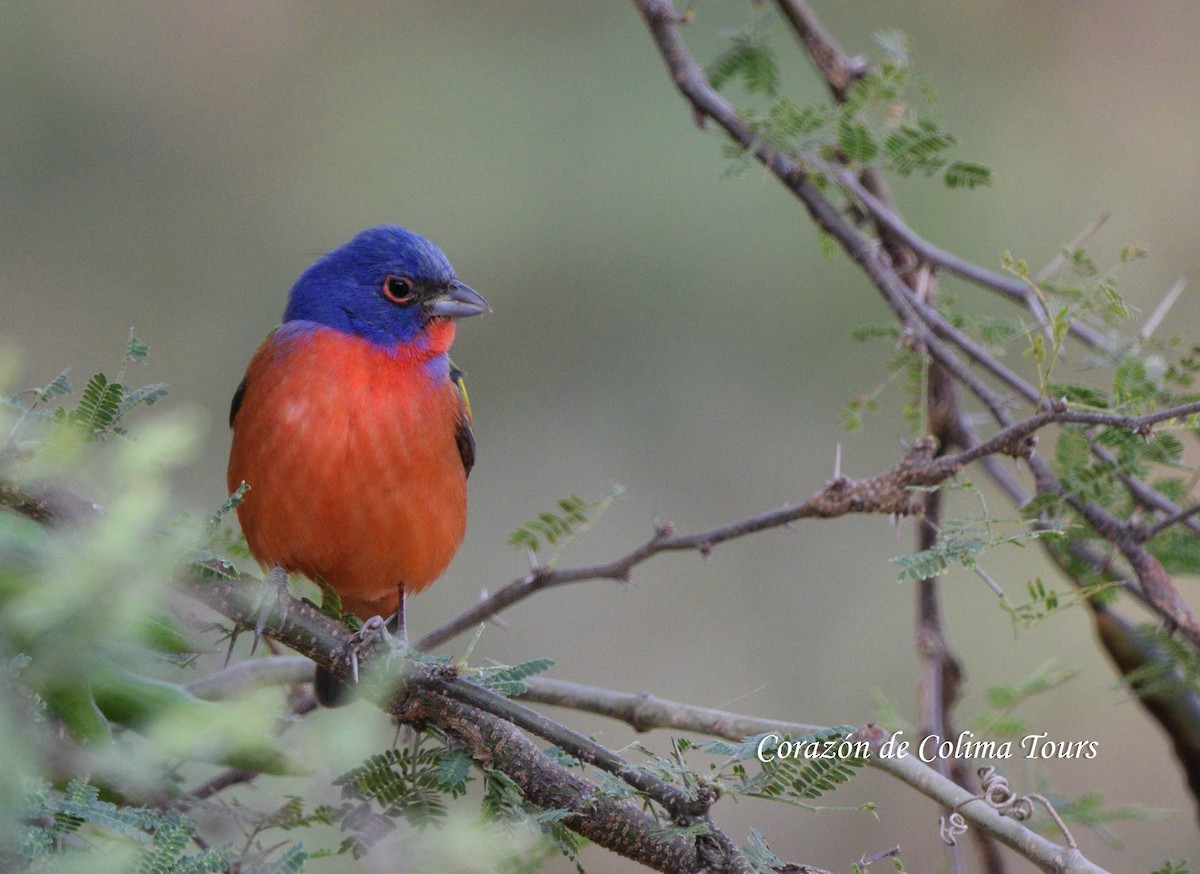Painted Bunting - ML617548929