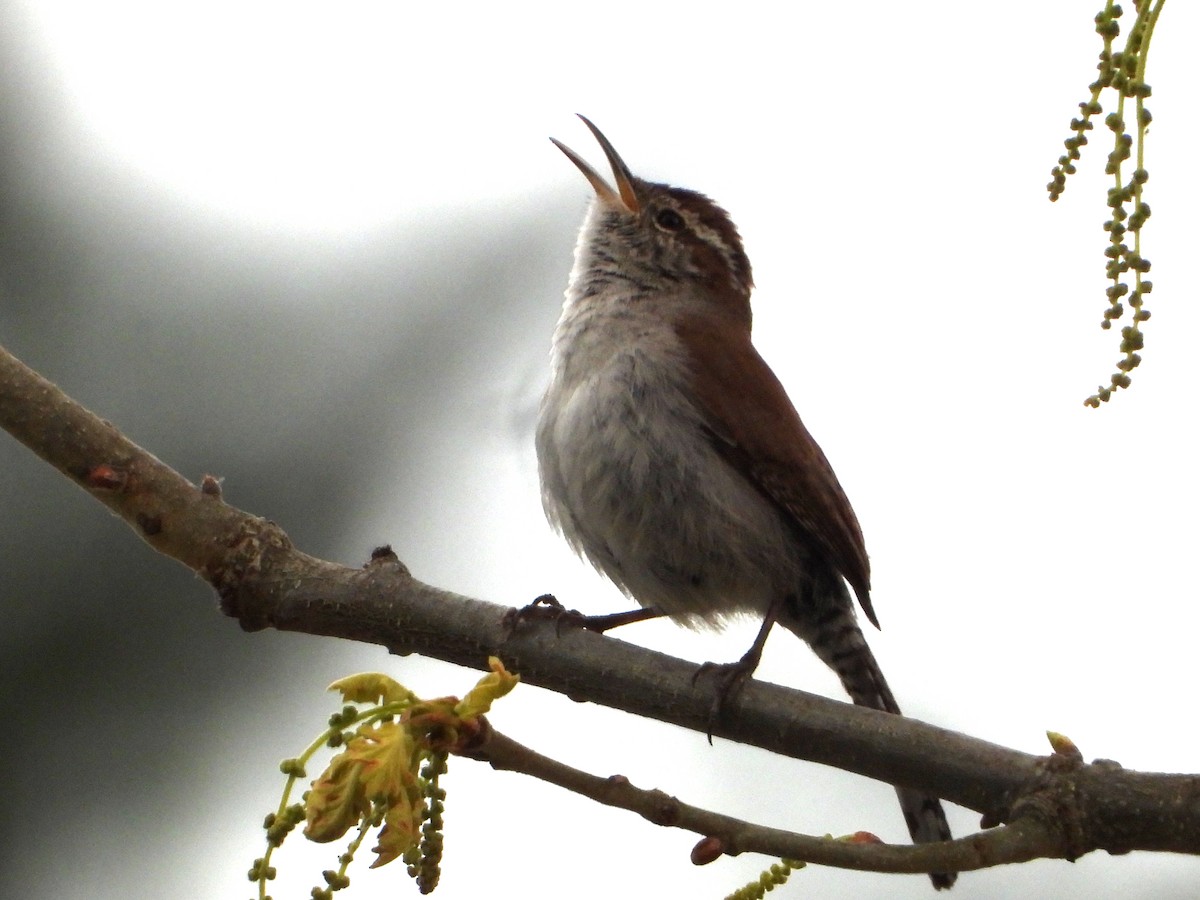 Bewick's Wren - ML617548945