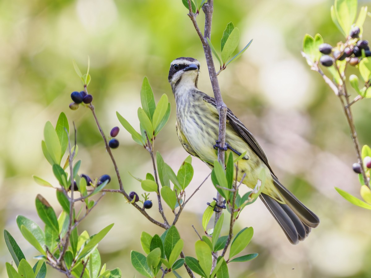 Piratic Flycatcher - ML617548963
