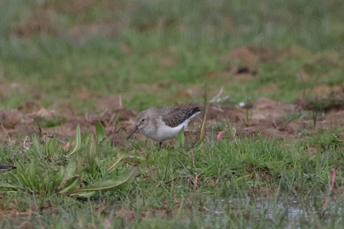 黑腹濱鷸 - ML617548982