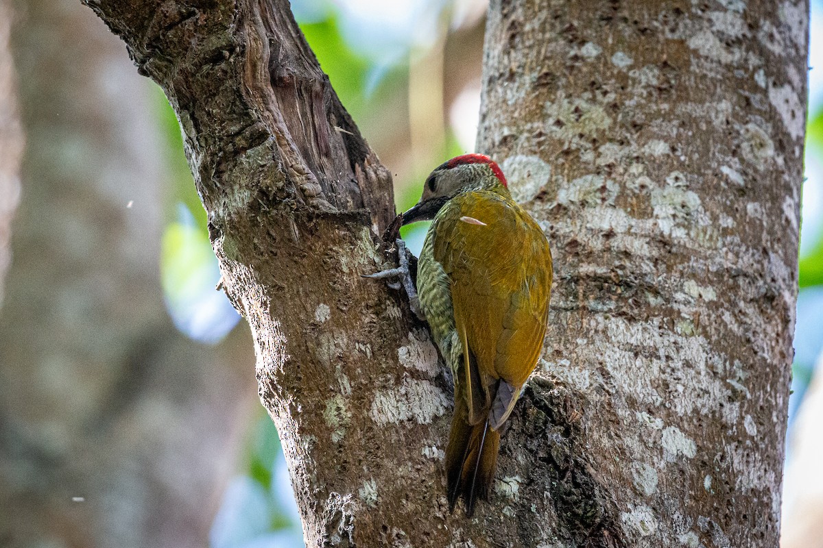 Golden-olive Woodpecker - ML617548988