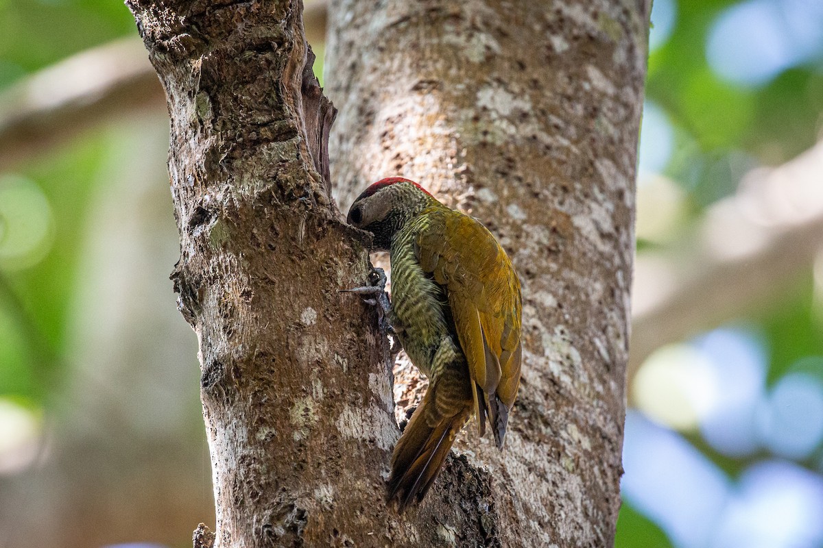 Golden-olive Woodpecker - ML617548990