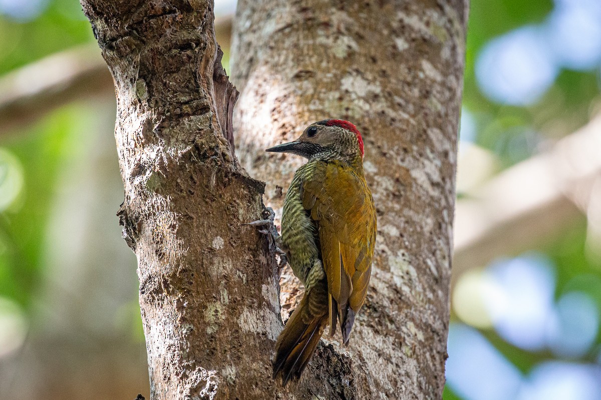 Golden-olive Woodpecker - ML617548991