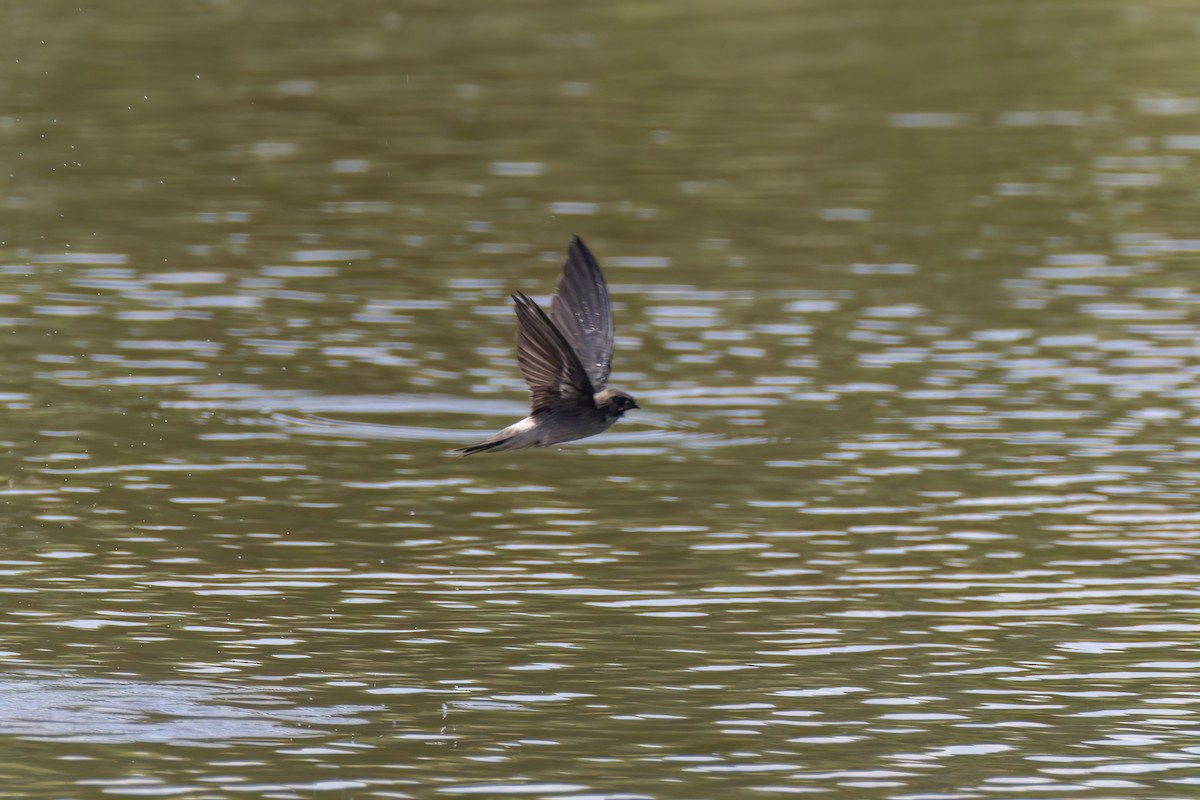 White-nest Swiftlet - Andreas Heikaus