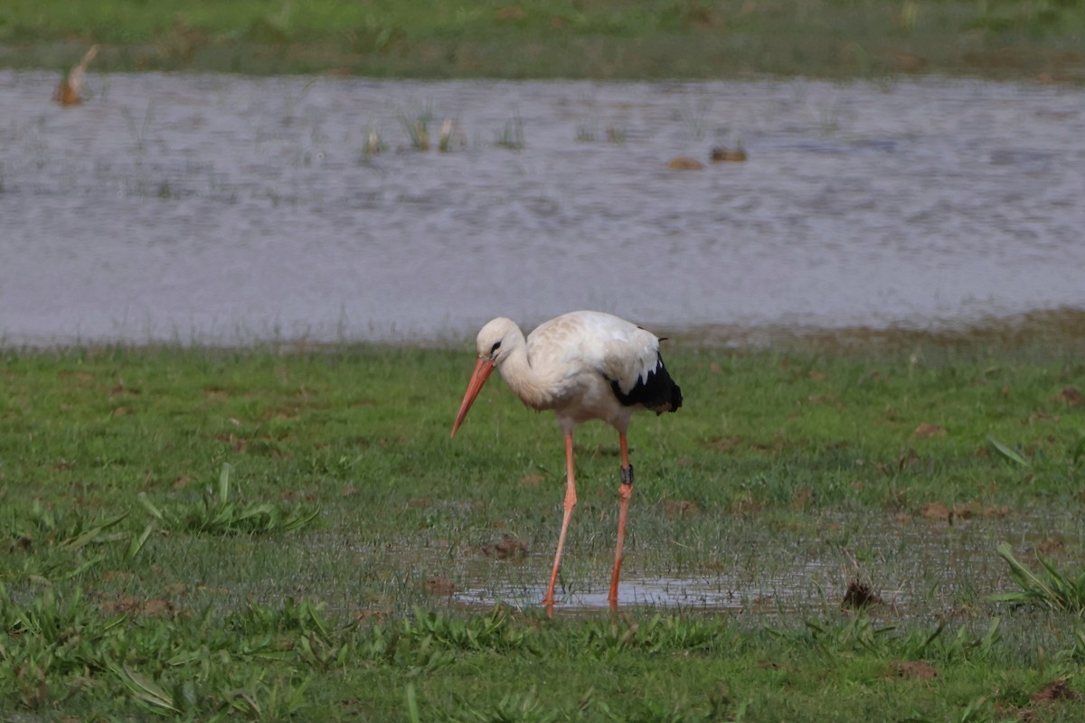 Cigogne blanche - ML617549058