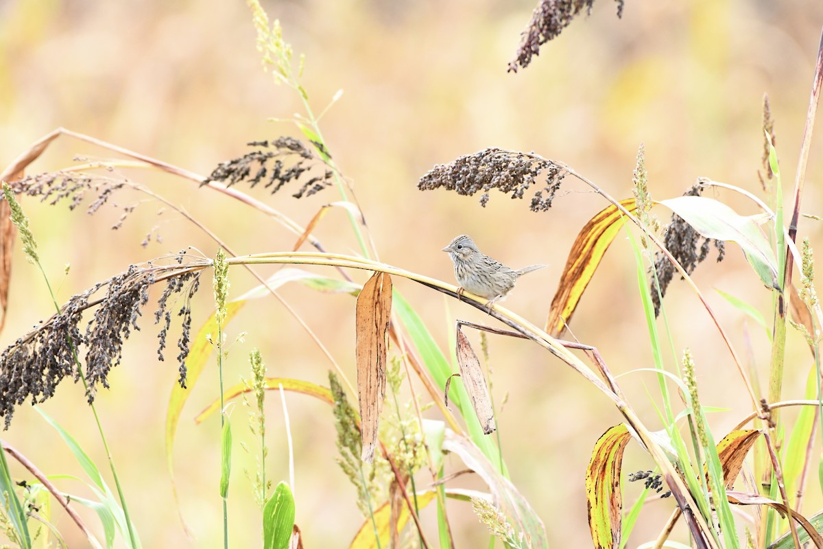 Lincoln's Sparrow - ML617549074