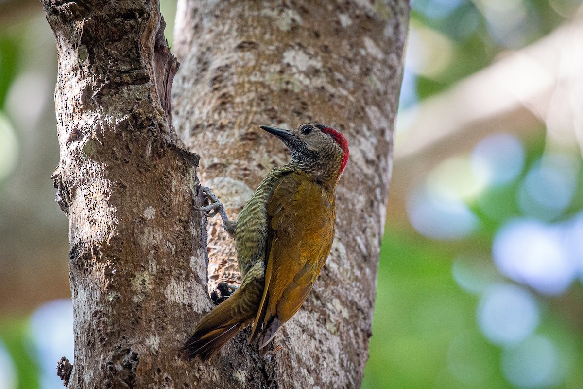 Golden-olive Woodpecker - ML617549094