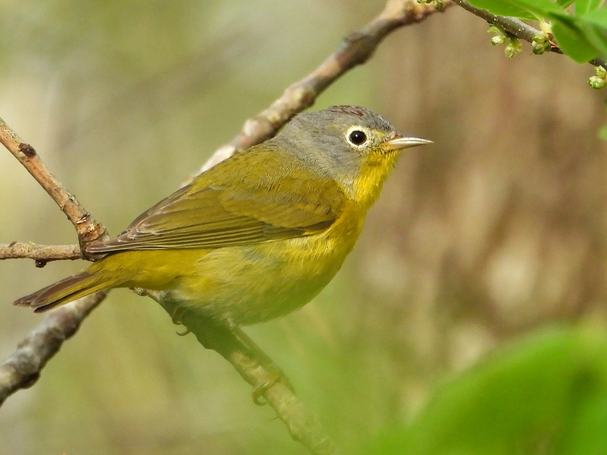 Nashville Warbler - ML617549117