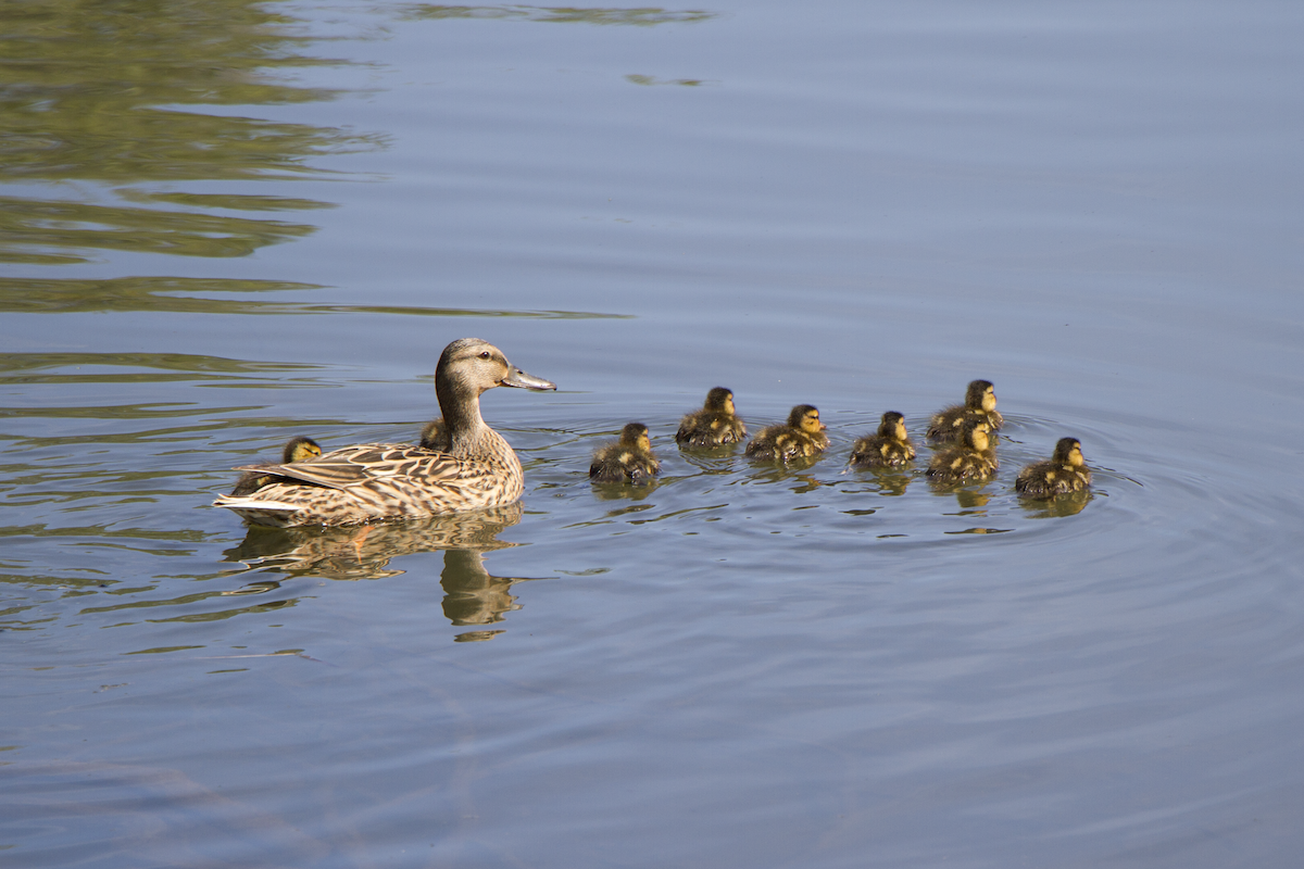 Canard colvert - ML617549120