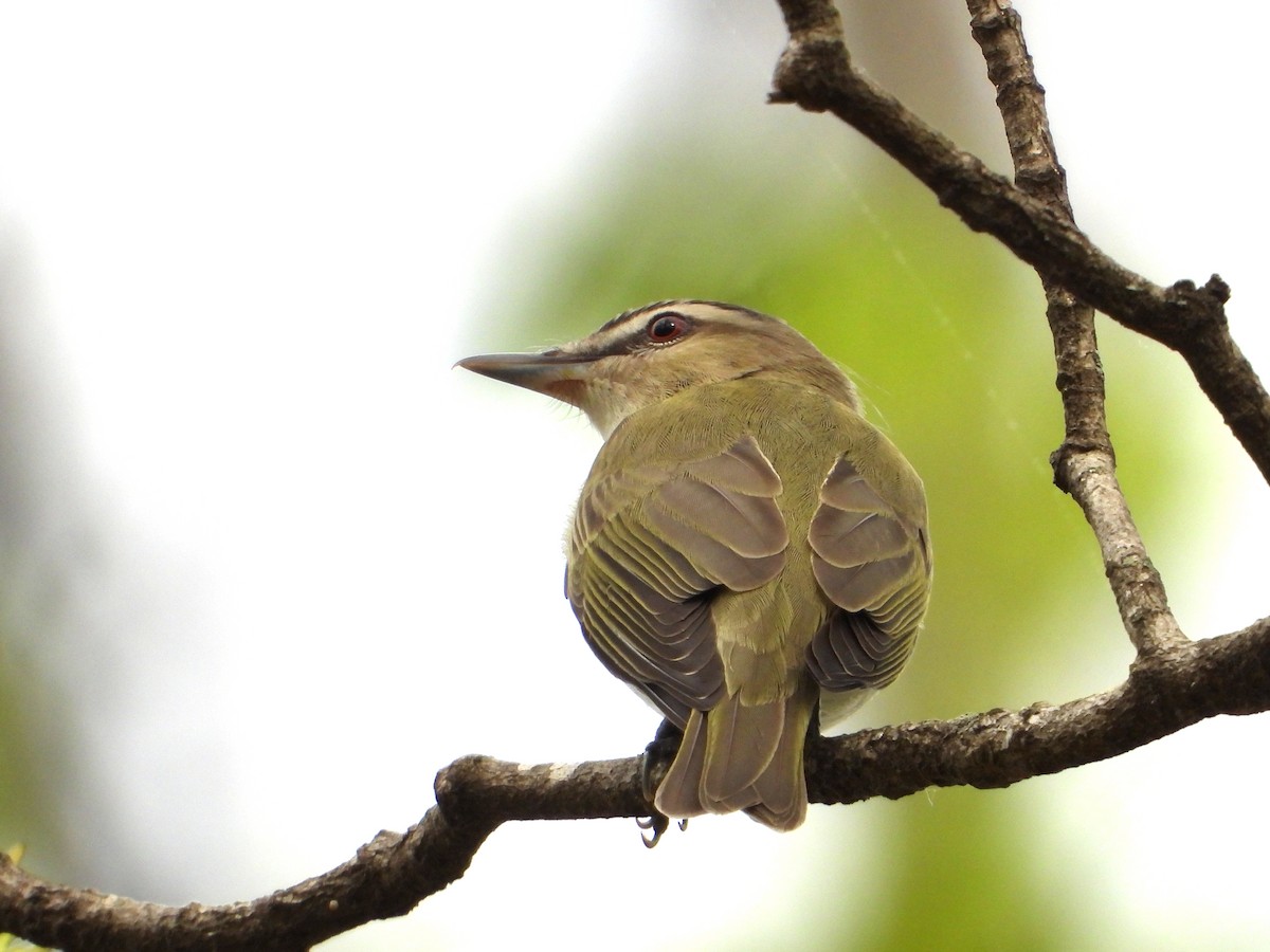 Kızıl Gözlü Vireo - ML617549124