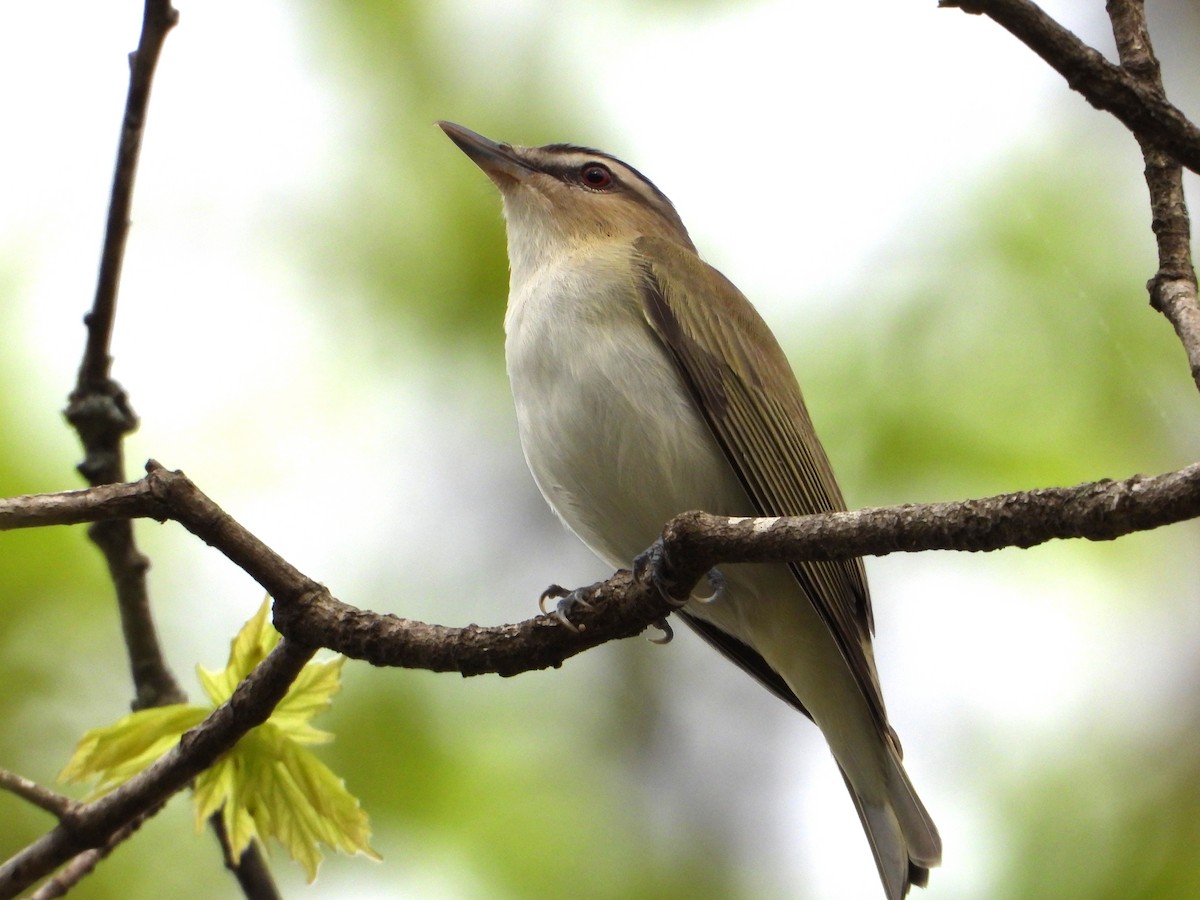 Red-eyed Vireo - ML617549125