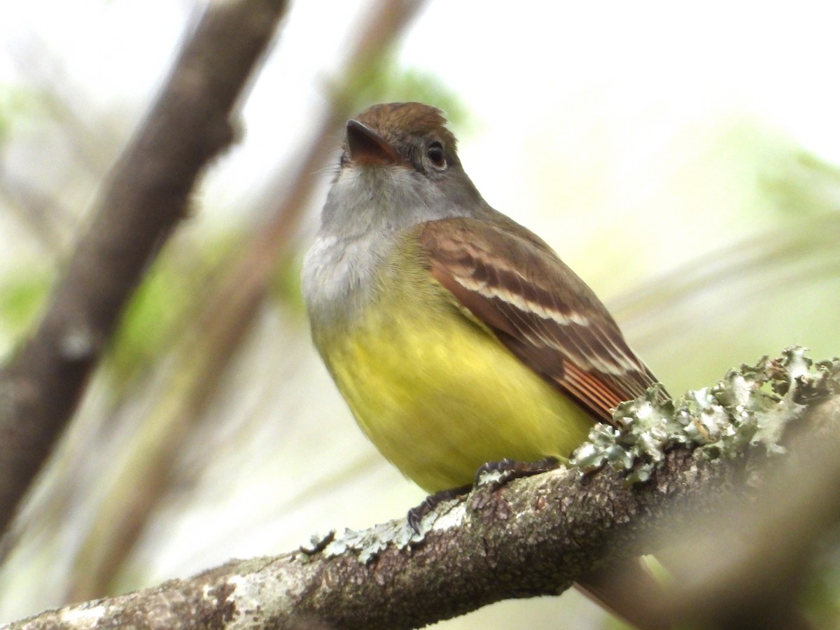 Great Crested Flycatcher - ML617549128