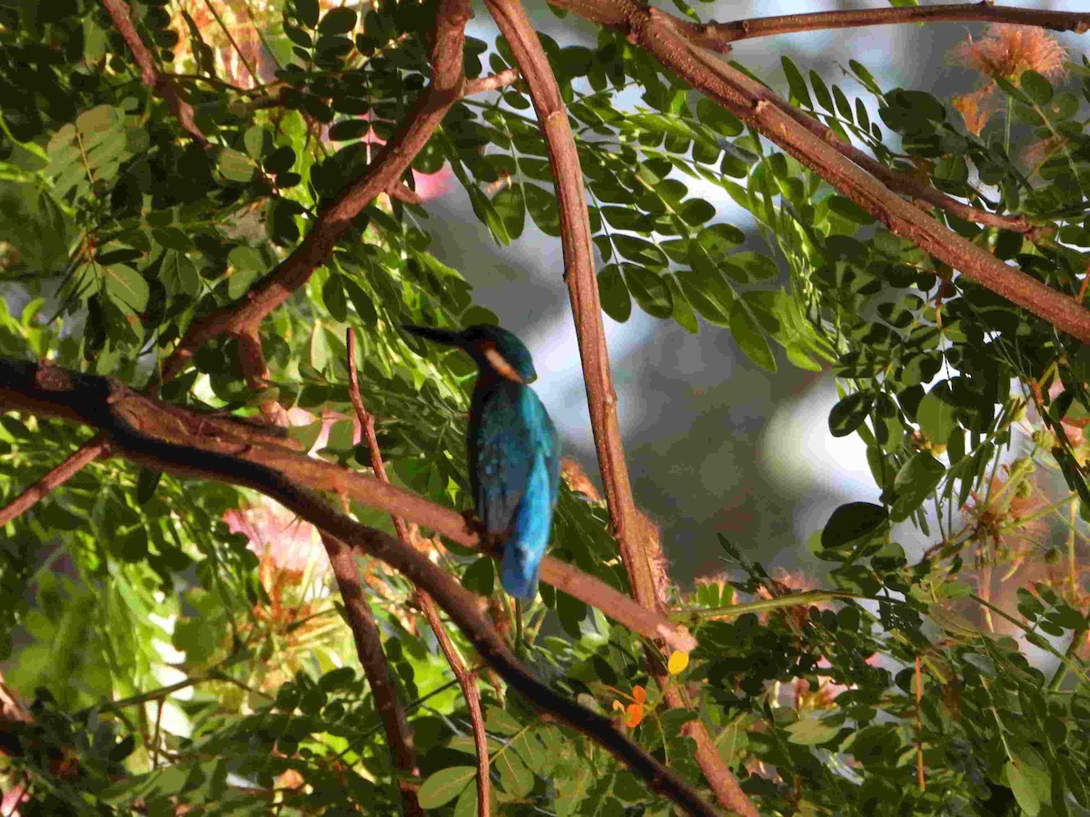 Common Kingfisher - ML617549140