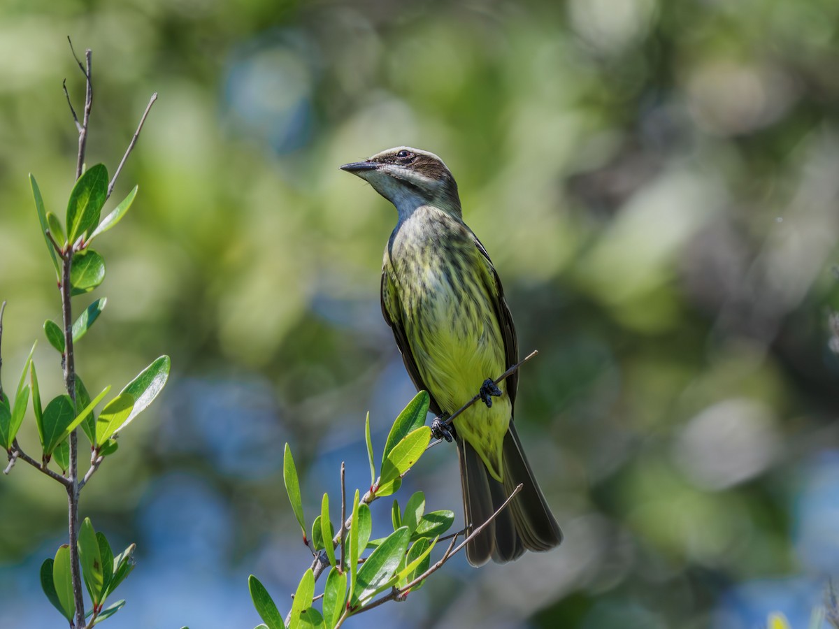 Piratic Flycatcher - ML617549148