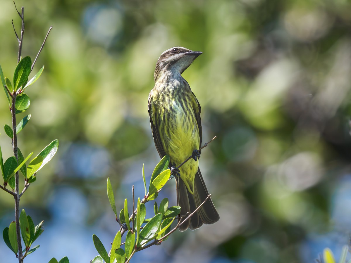 Piratic Flycatcher - ML617549149