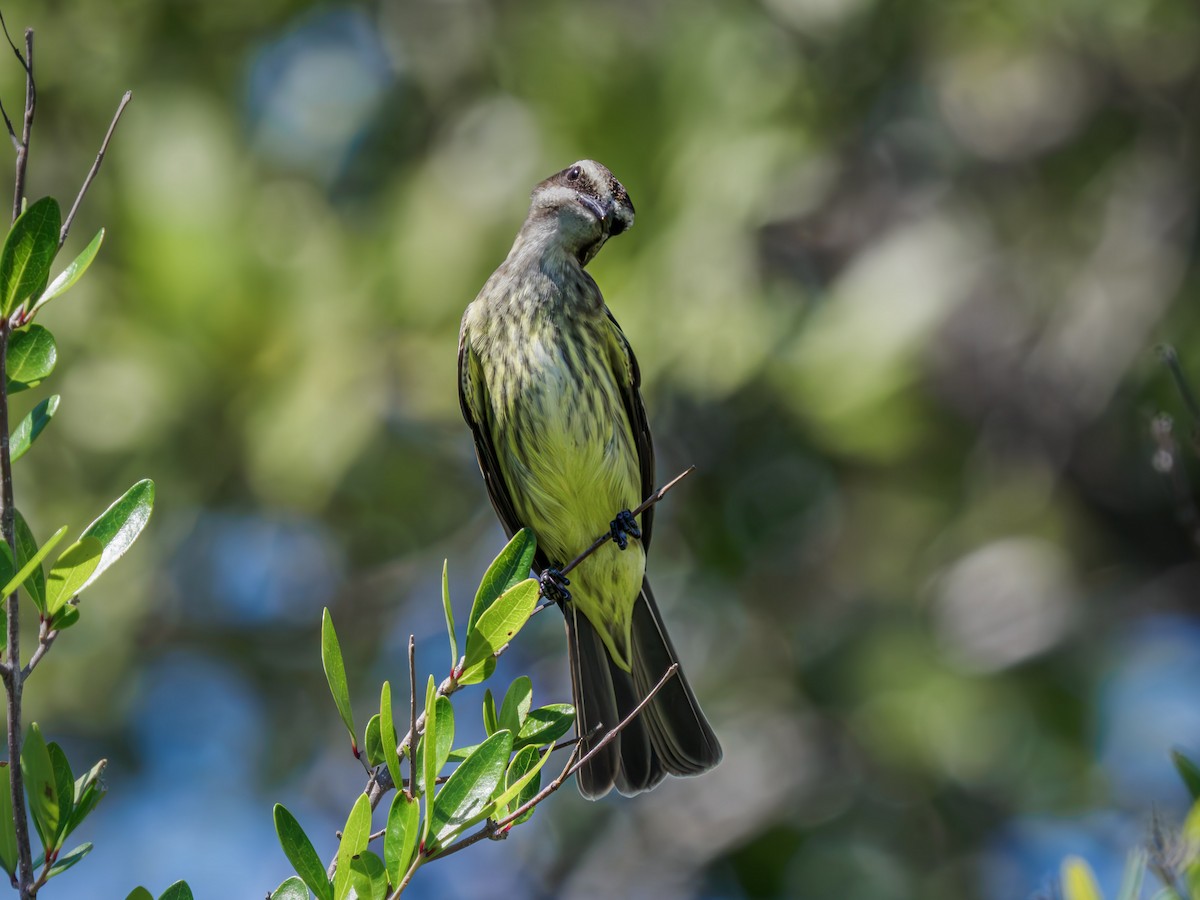 Piratic Flycatcher - ML617549151