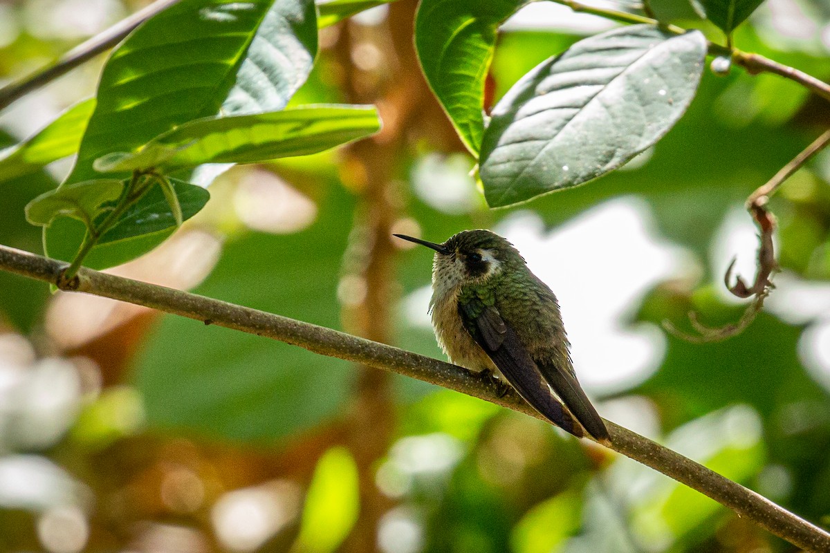 Colibri moucheté - ML617549153