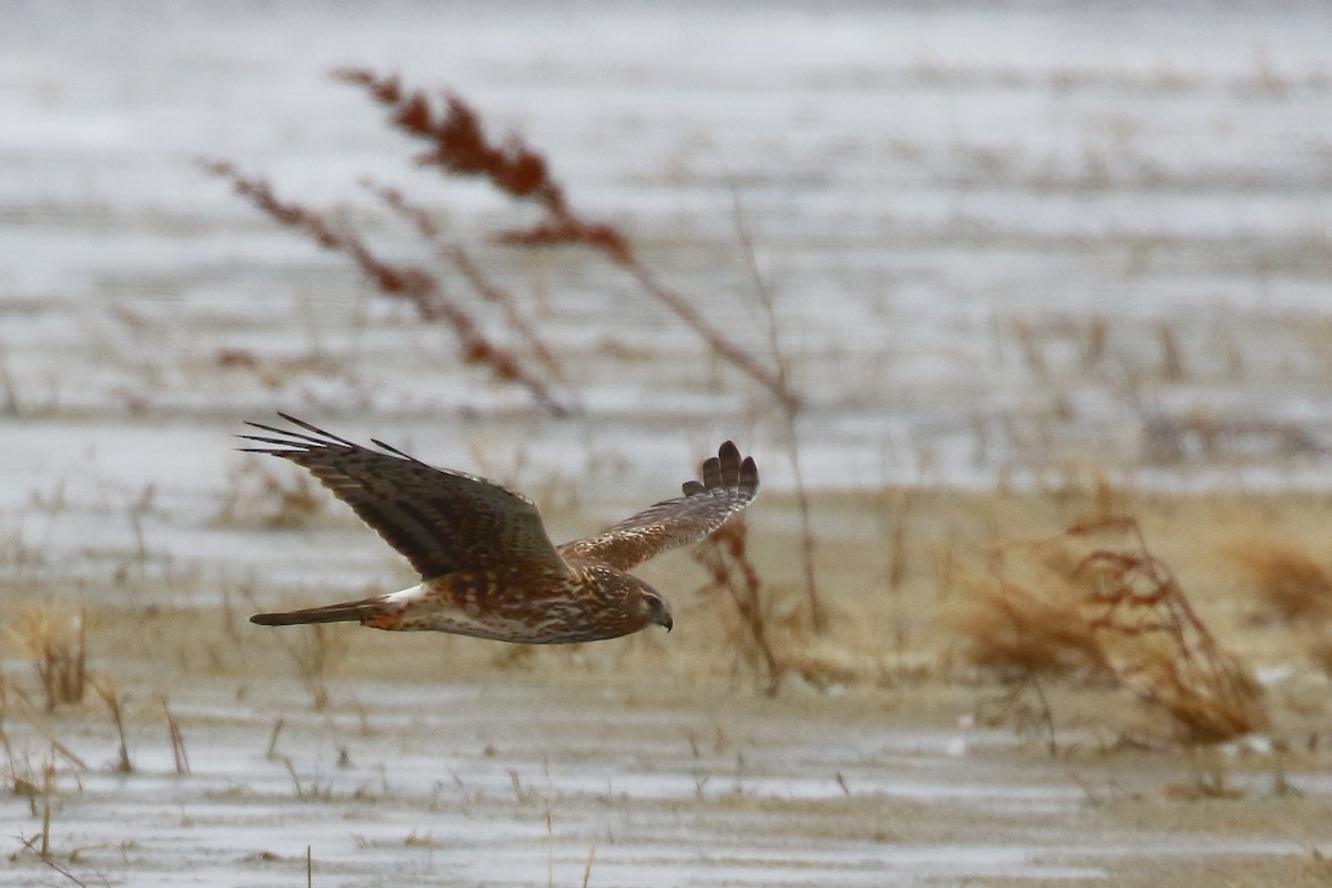 Northern Harrier - ML617549156