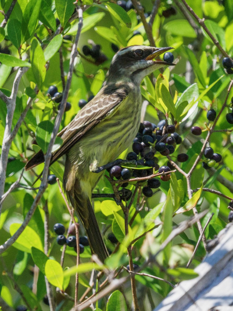 Piratic Flycatcher - ML617549161