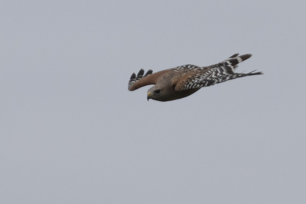 Red-shouldered Hawk - ML617549163