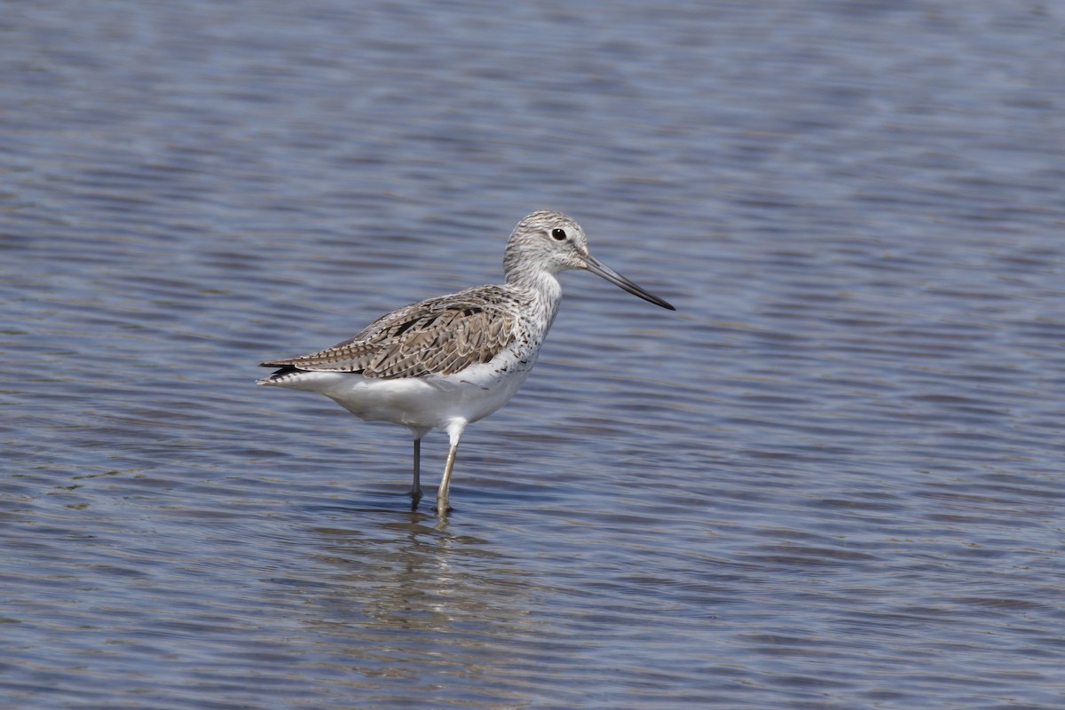 Common Greenshank - Andreas Heikaus