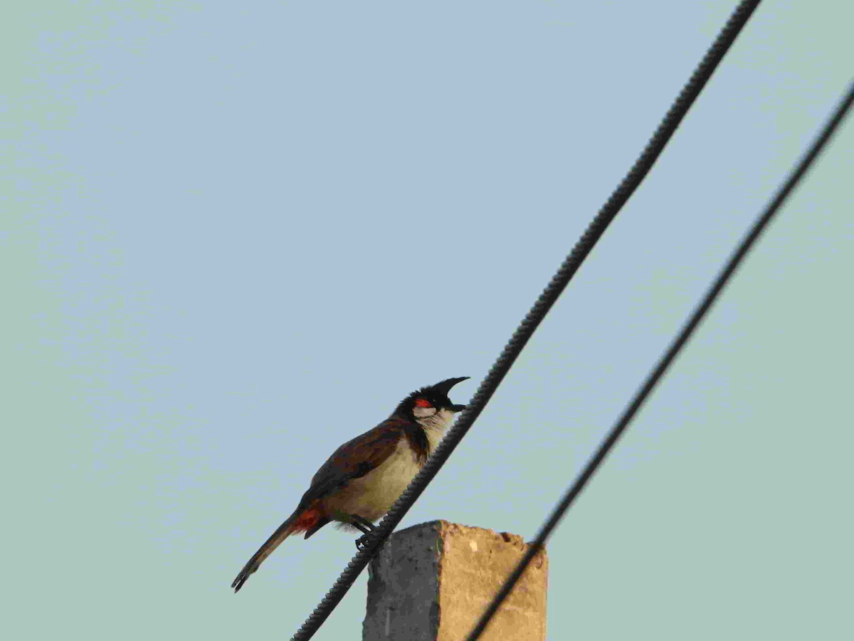 Red-whiskered Bulbul - ML617549175