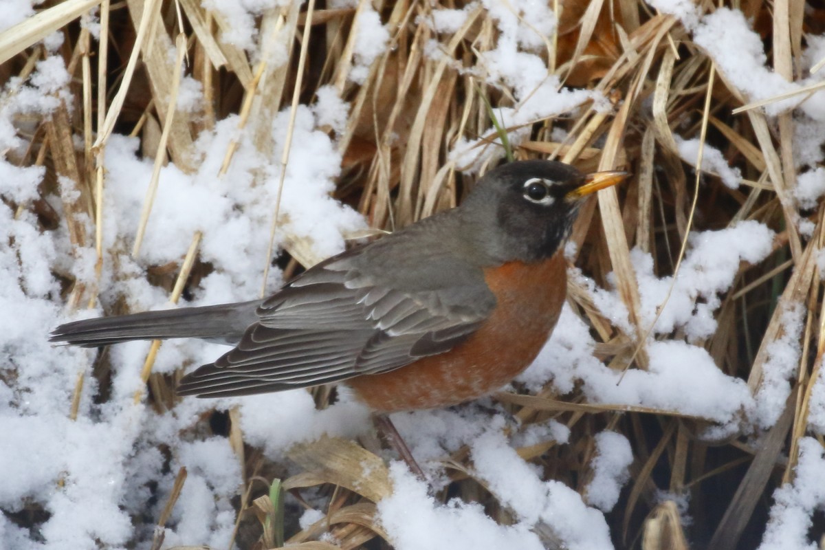 American Robin - ML617549181