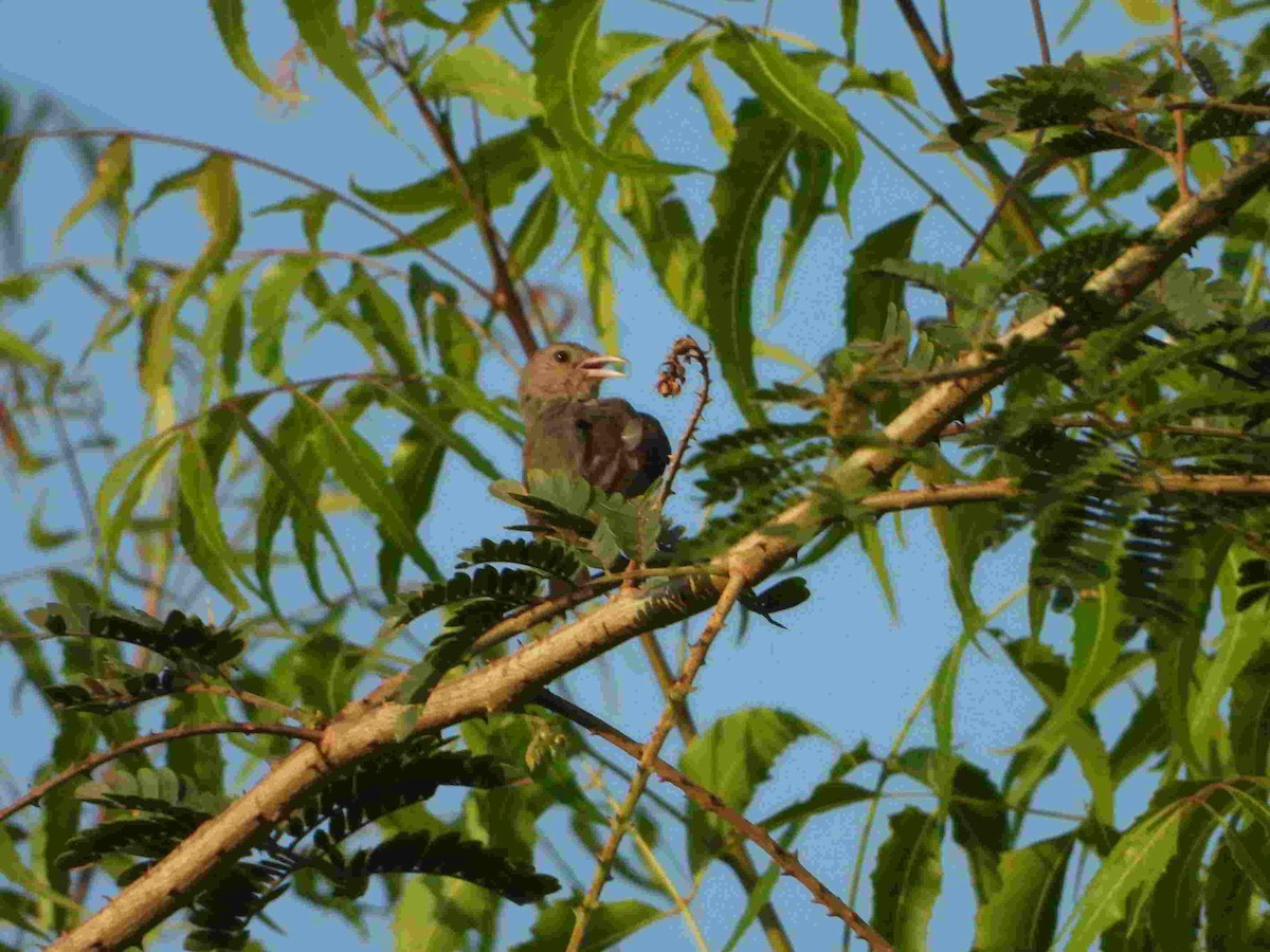 Pale-billed Flowerpecker - Gandhikumar Rangasamudram Kandaswami