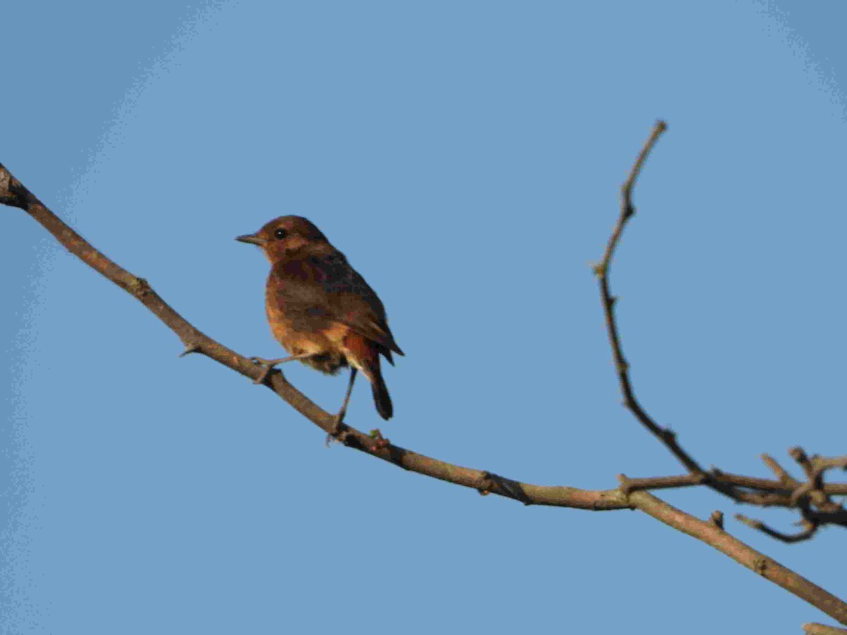 Pied Bushchat - Gandhikumar Rangasamudram Kandaswami