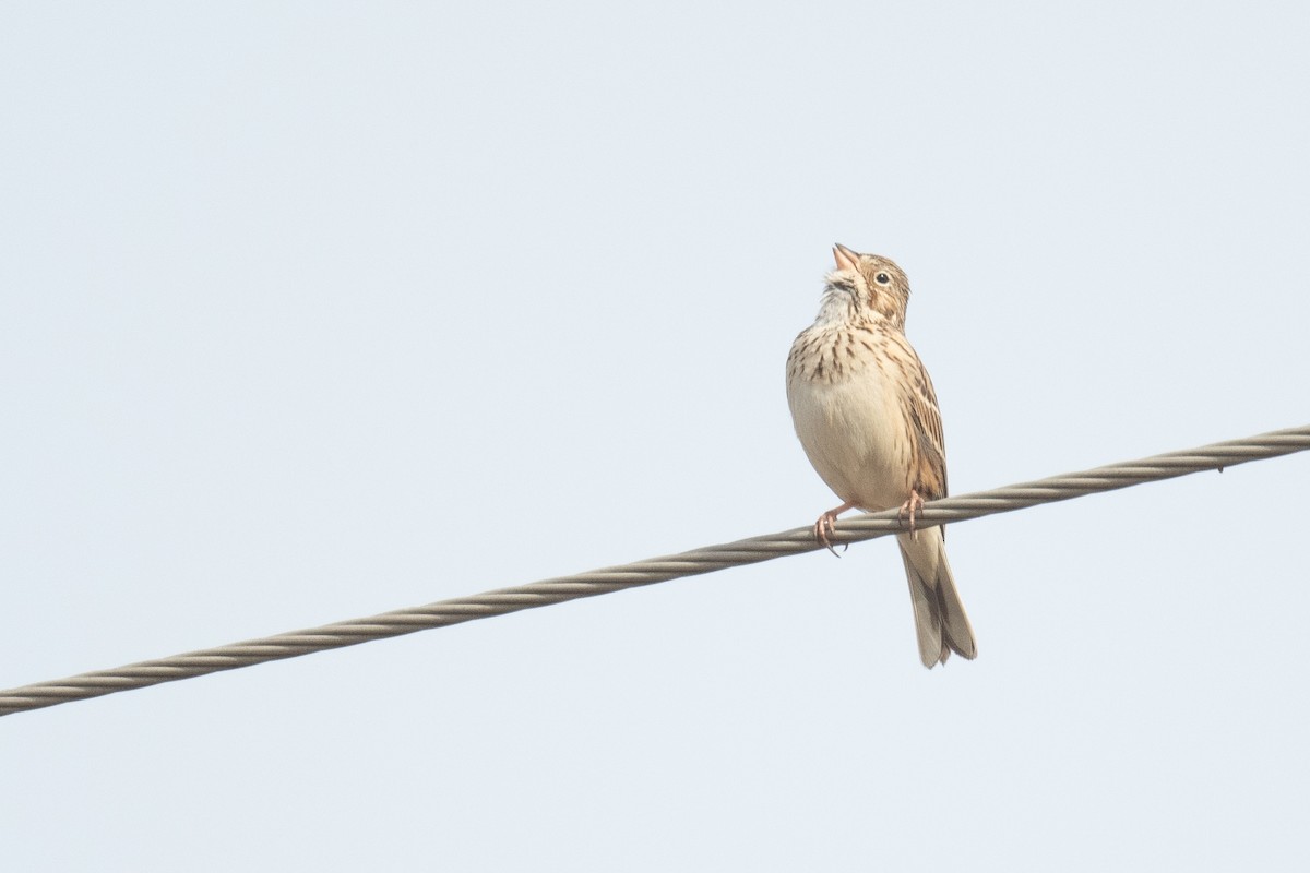 Vesper Sparrow - ML617549249