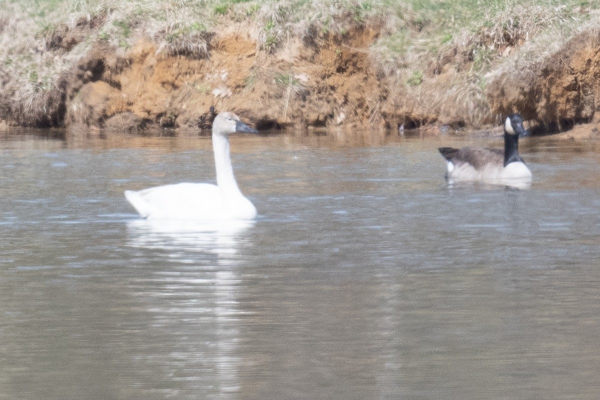 Cygne siffleur - ML617549257