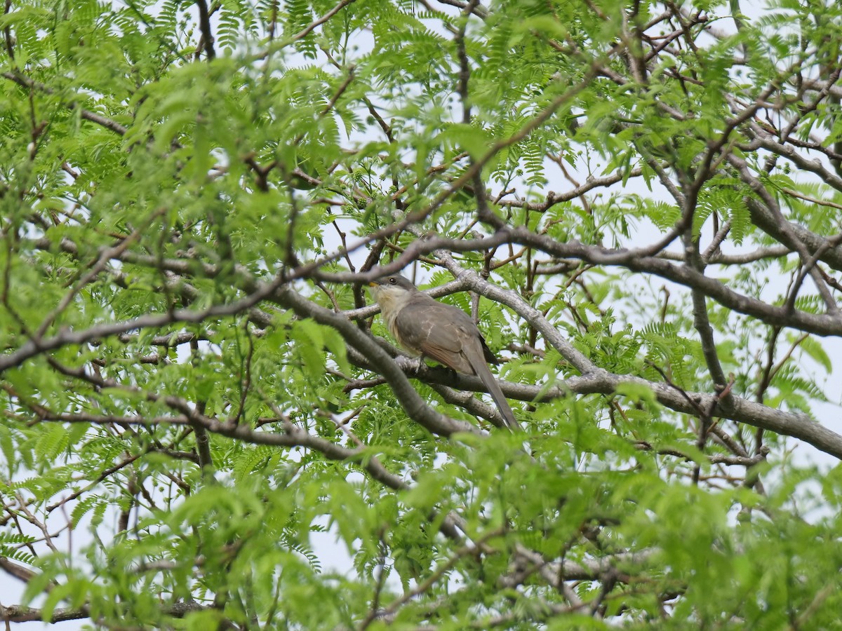 Mangrove Cuckoo - ML617549315