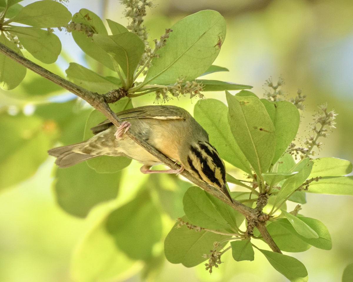 Worm-eating Warbler - ML617549348