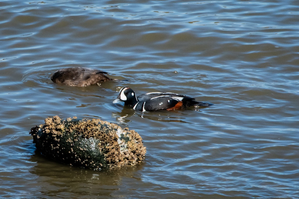 Pato Arlequín - ML617549382