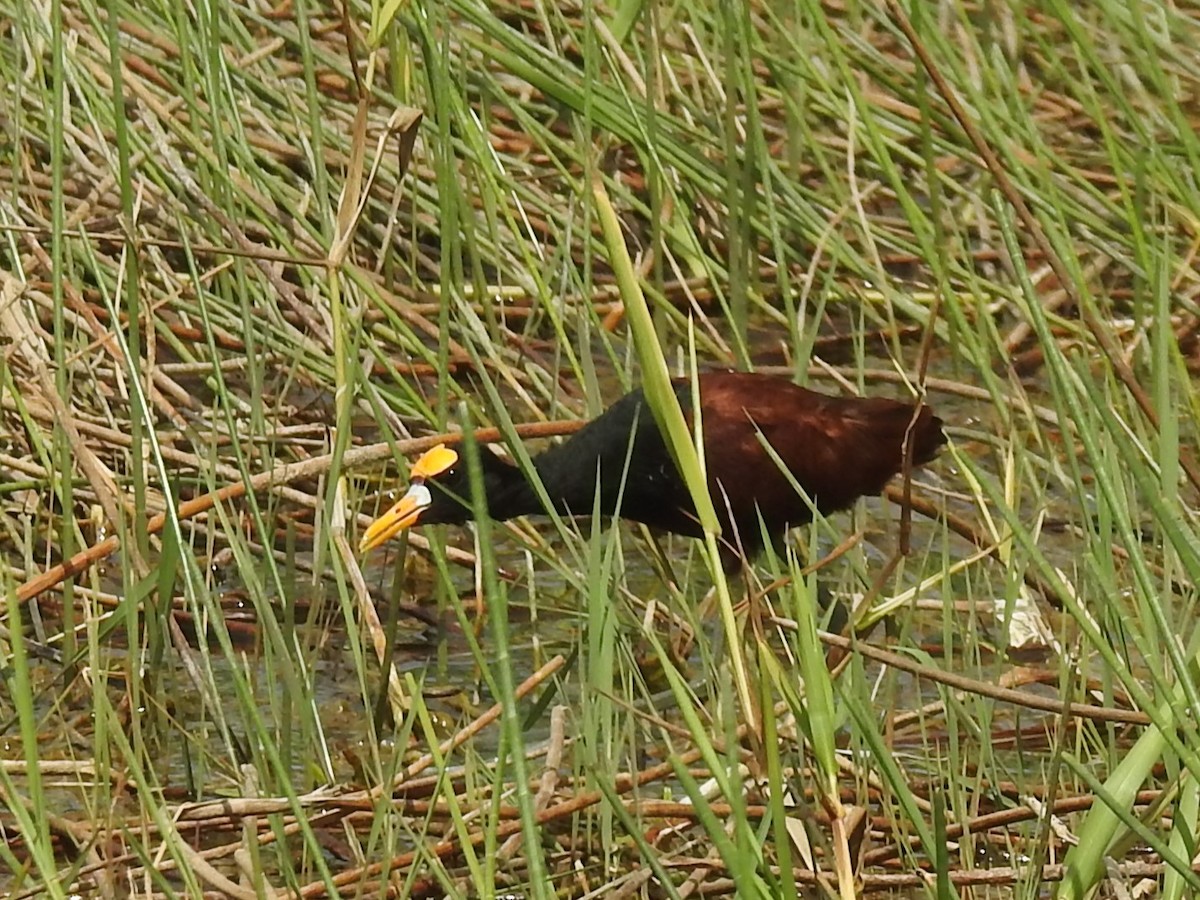 Northern Jacana - Mel & Jeanne Goff