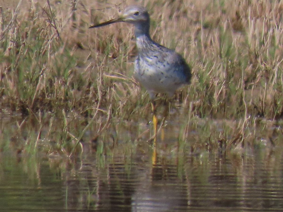 Greater Yellowlegs - ML617549482