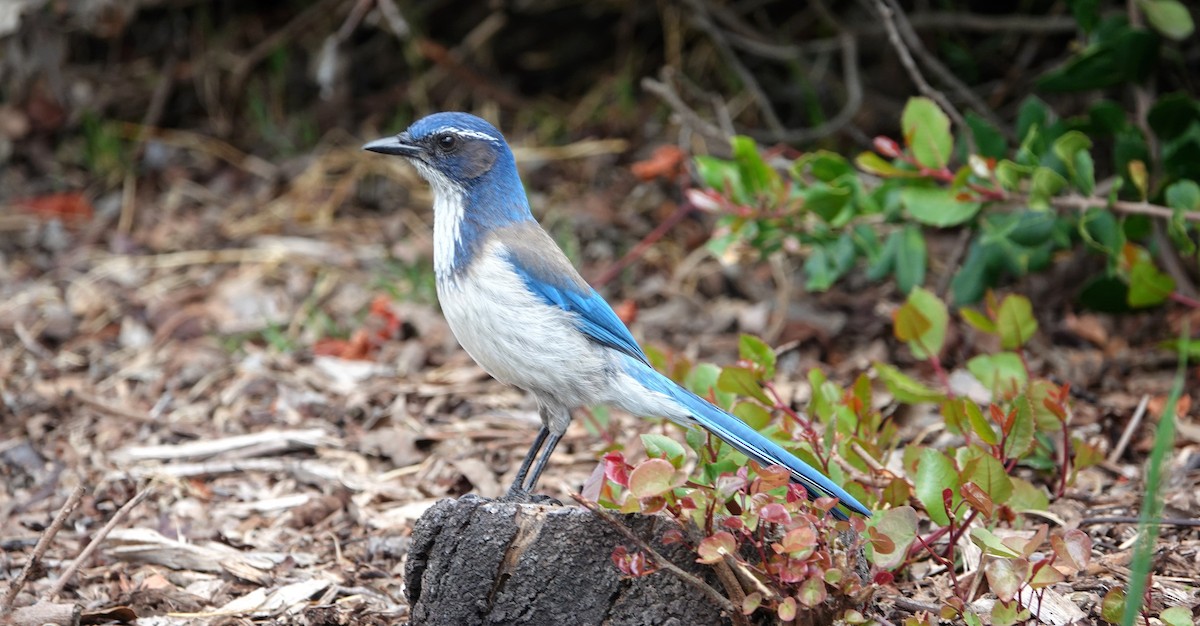 California Scrub-Jay - ML617549502