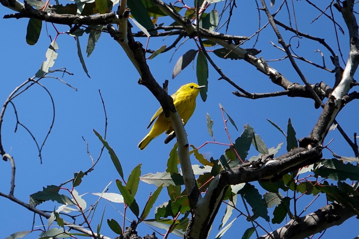 Yellow Warbler - ML617549531