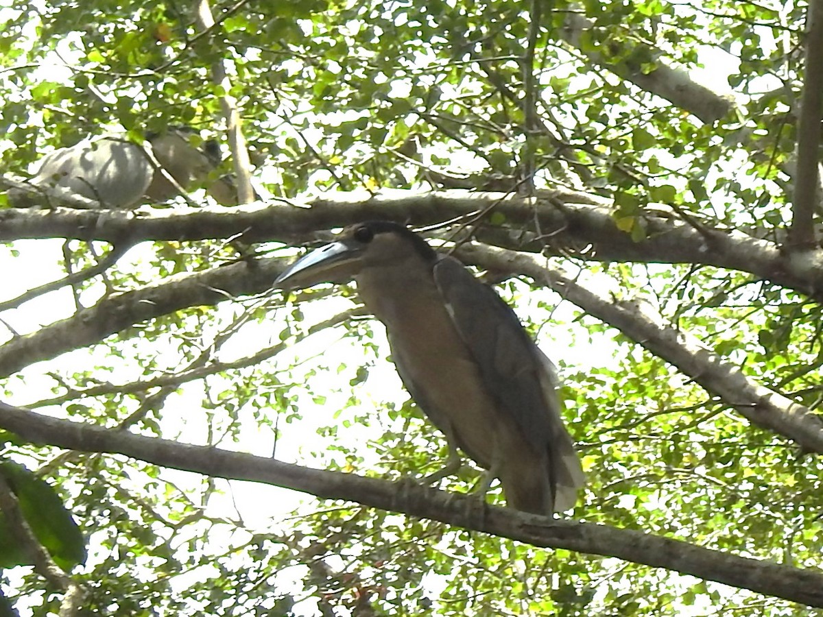 Boat-billed Heron - ML617549539