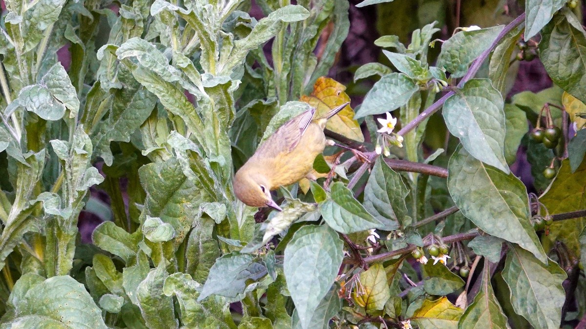 Orange-crowned Warbler - ML617549544