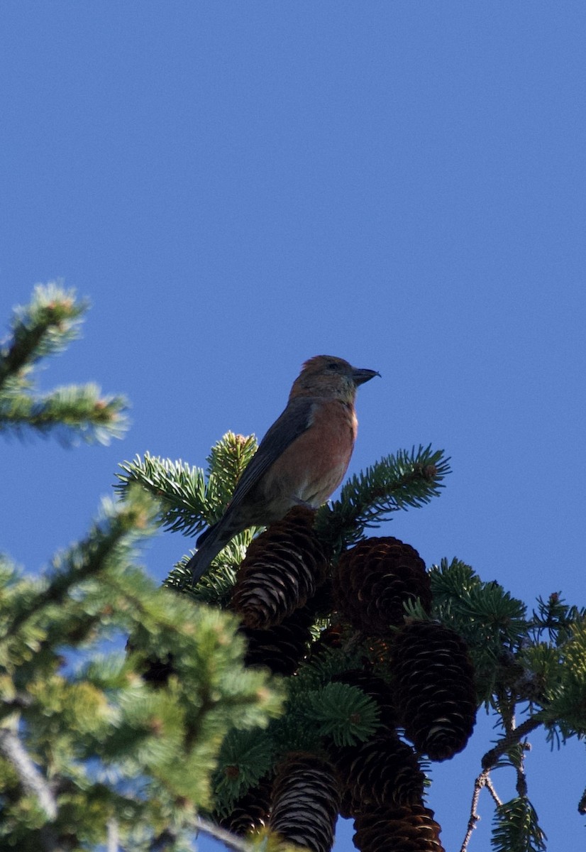 Red Crossbill - ML617549574